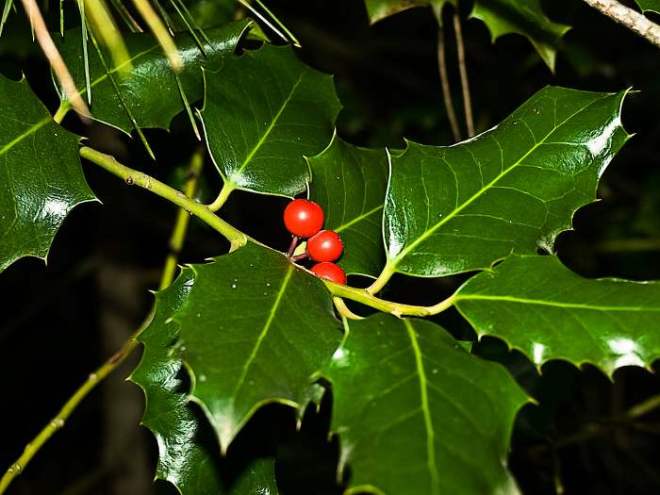 plantas-para-navidad-acebo-21